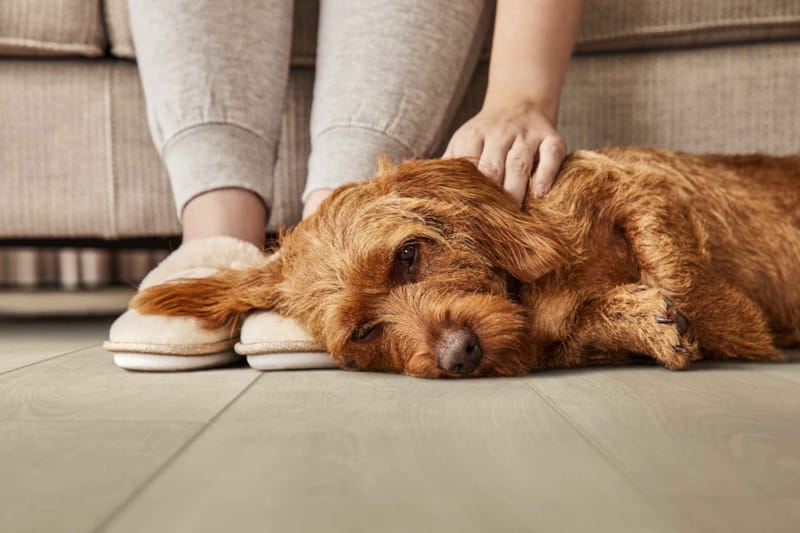 COREtec vinyle NATURALS 1500+++ - Flora - 50 LVRE 2554 - 8 x 181 x 1520 mm